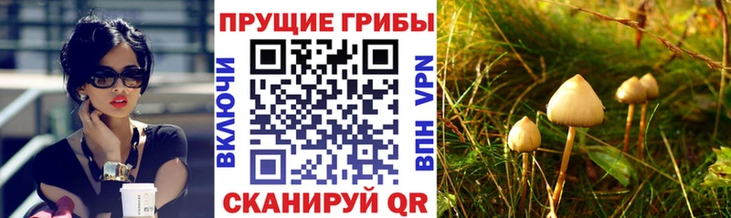 Галлюциногенные грибы MAGIC MUSHROOMS  KRAKEN маркетплейс  Катав-Ивановск 